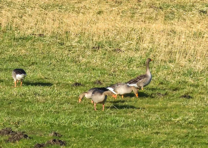 Abendrot * Greetsiel